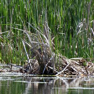 American Bittern
