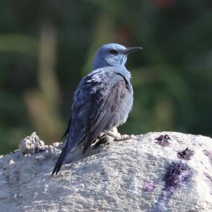 Blue Rock-thrush