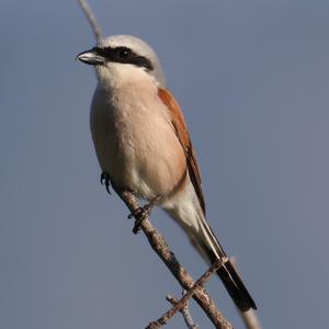 Red-backed Shrike
