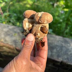 Sommer-Steinpilz