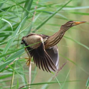 Little Bittern