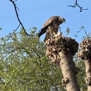 Mäusebussard