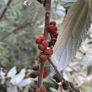 Unknown Species