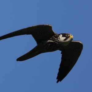 Eurasian Hobby