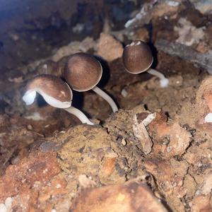 Unknown Species