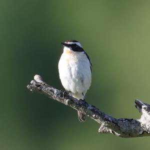 Whinchat
