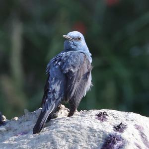 Blue Rock-thrush