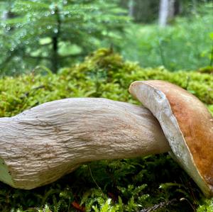 Summer Bolete