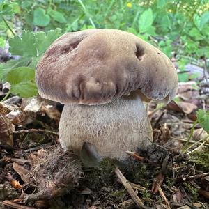 Summer Bolete