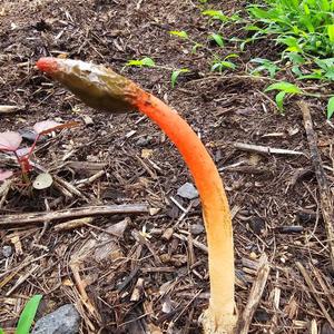 Unknown Species