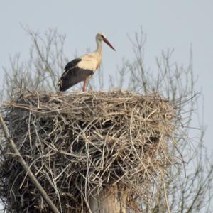 Weißstorch