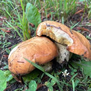 Unknown Species