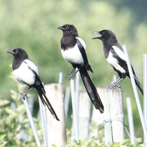 Black-billed Magpie