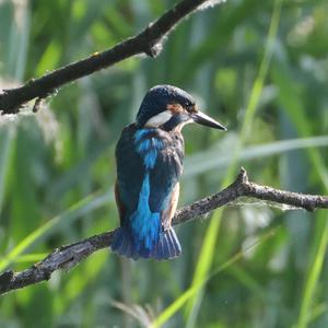 Common Kingfisher