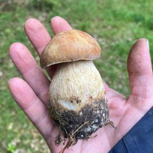Sommer-Steinpilz