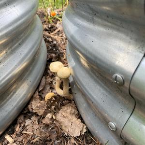 Unknown Species