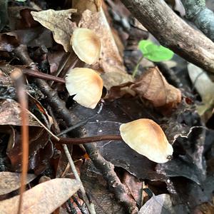 Unknown Species