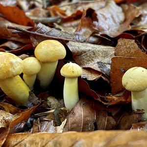 Unknown Species