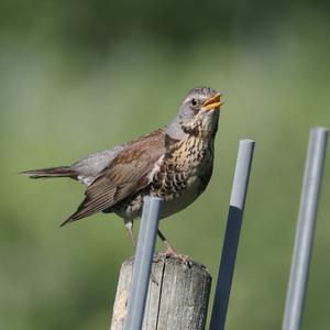 Fieldfare