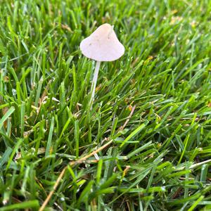 Unknown Species