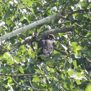 Eurasian Hobby