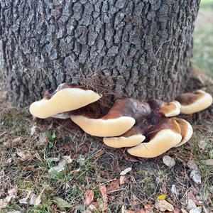 Unknown Species