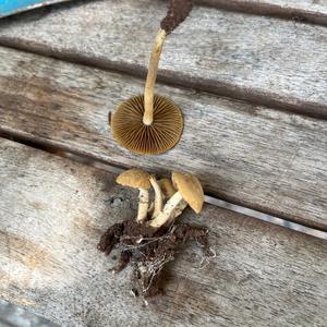 Unknown Species