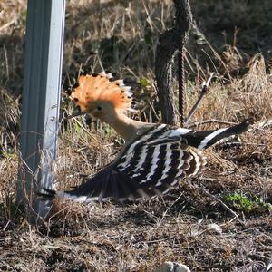 Eurasian Hoopoe
