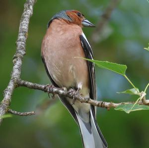 Eurasian Chaffinch