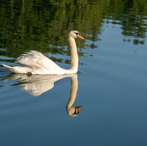 Höckerschwan