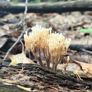 Crown Coral