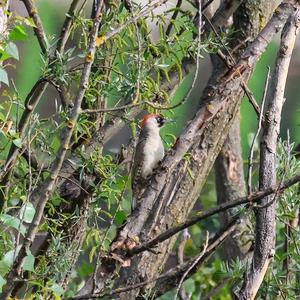 Eurasian Green Woodpecker