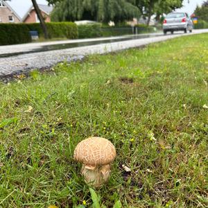 Sommer-Steinpilz