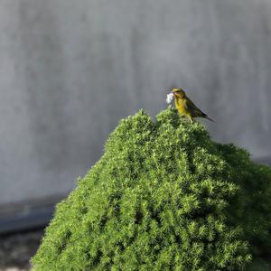 European Greenfinch