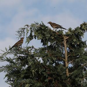 Song Thrush