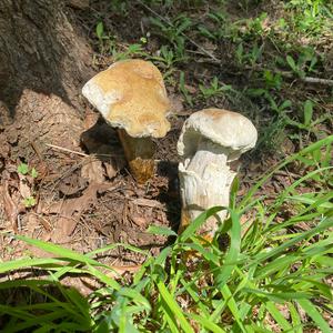 Unknown Species
