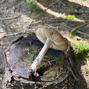 Unknown Species