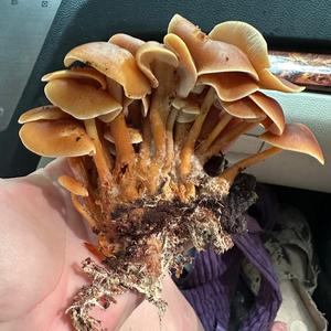 Unknown Species