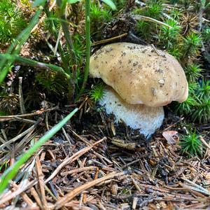 Sommer-Steinpilz