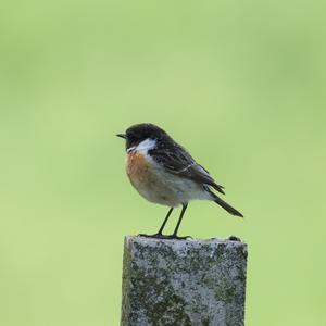 European stonechat
