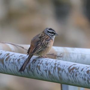 Rock Bunting
