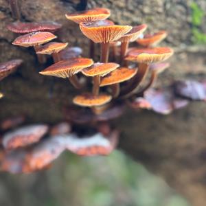 Unknown Species