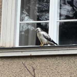 Mäusebussard