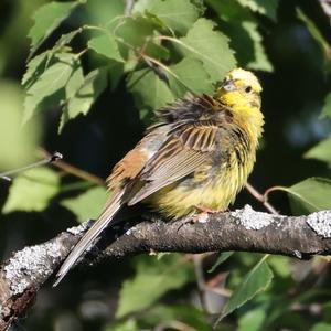 Yellowhammer