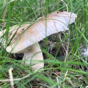 Unknown Species