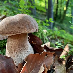 Summer Bolete