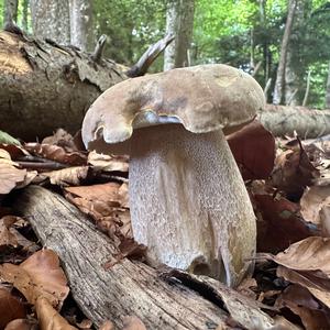 Summer Bolete