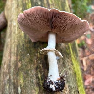 Partridge Mushroom