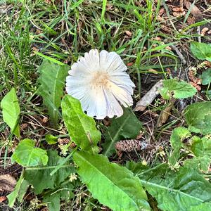 Unknown Species