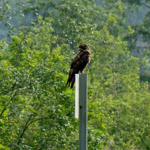 Mäusebussard